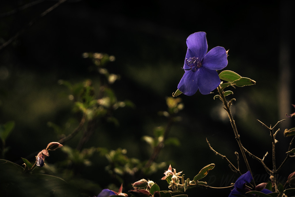 Blue Flower by kipper1951