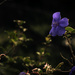 Blue Flower by kipper1951