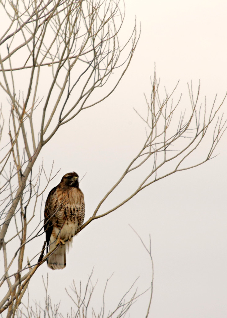 Red Tailed Hawk by gq