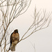 Red Tailed Hawk by gq