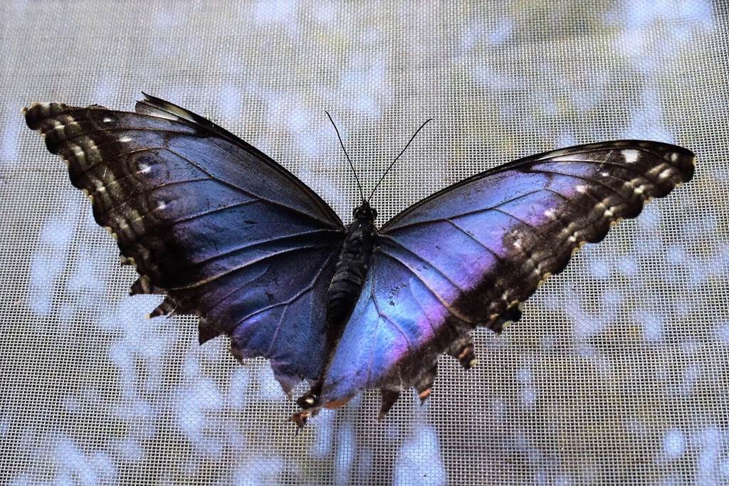 Blue Morpho wingspan by sandlily