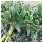 10th Mar 2018 - Florida Cactus 