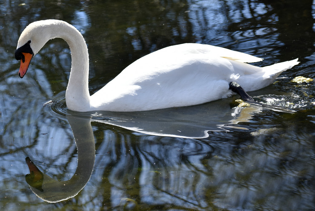 Swan Saturday by alophoto