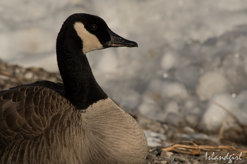 Canada Goose  by radiogirl