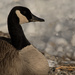 Canada Goose  by radiogirl