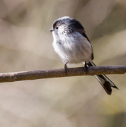 17th Mar 2018 - Long Tailed Tit