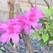 azaleas in bloom by dmdfday