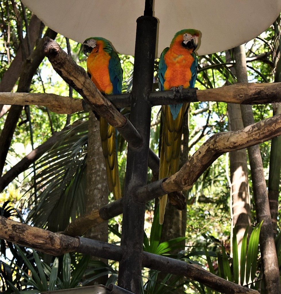Blue and Golden Macaws by sandlily