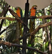 8th Mar 2018 - Blue and Golden Macaws