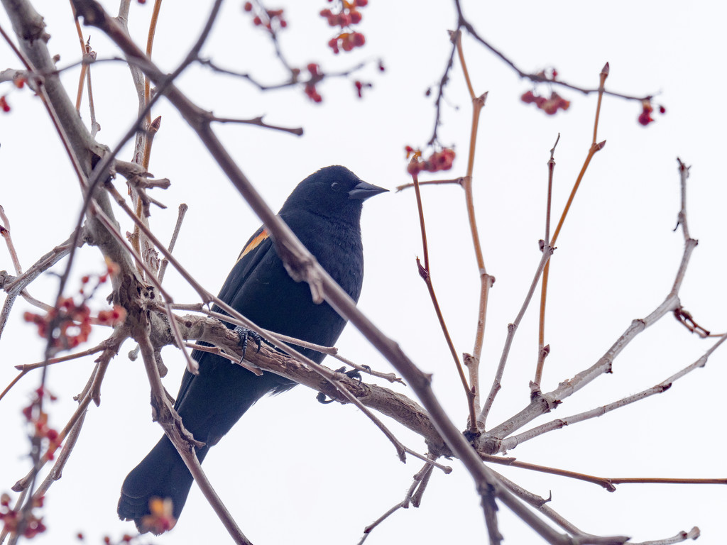 Red-winged Blackbird in a berry tree by rminer