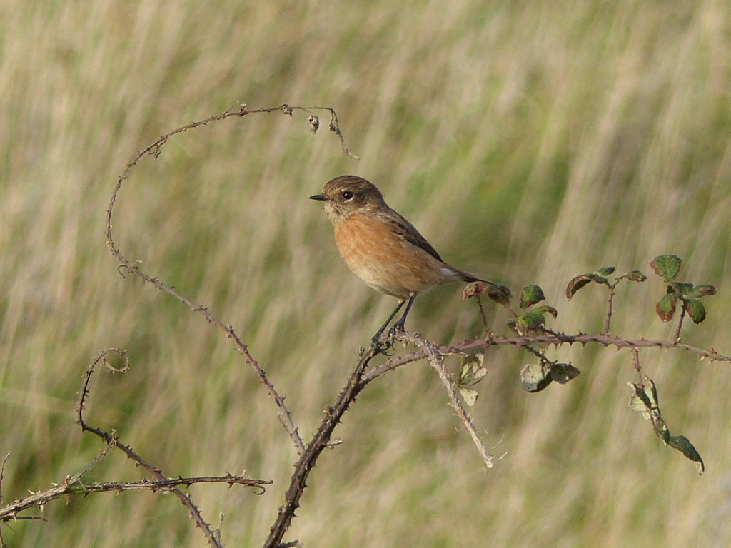 Female Stonechat (I think) by susiemc