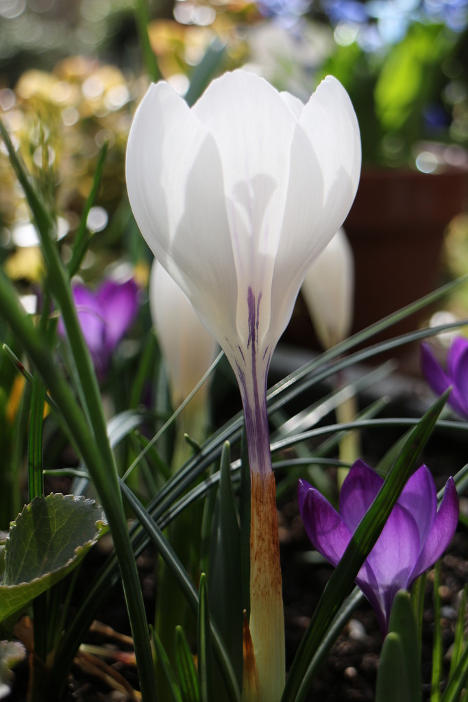 8th mar crocus by valpetersen