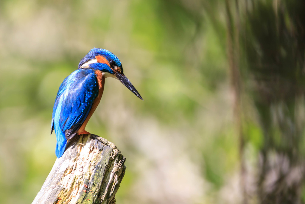 Male Kingfisher-just a reminder by padlock