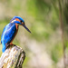 Male Kingfisher-just a reminder by padlock