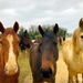 Muddy ponies by 365projectdrewpdavies