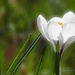 Solo white crocus by helenhall