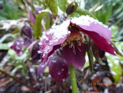 17th Mar 2018 - Hellebore in the snow..