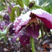 Hellebore in the snow.. by snowy