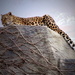 Relaxing Amur Leopard by randy23