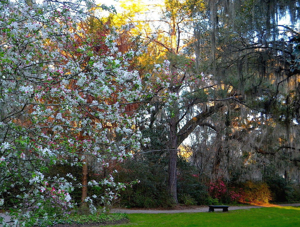 Afternoon light at Magnolia Gardens by congaree
