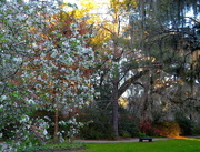 17th Mar 2018 - Afternoon light at Magnolia Gardens