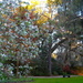 Afternoon light at Magnolia Gardens by congaree