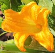 14th Mar 2018 - Courgette still flowering