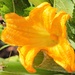 Courgette still flowering by kiwinanna