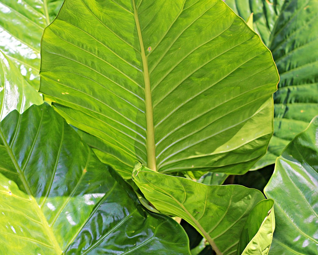 Green leaves by kiwinanna