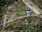 17th Mar 2018 - Belted Kingfisher!