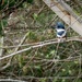 Belted Kingfisher! by elatedpixie