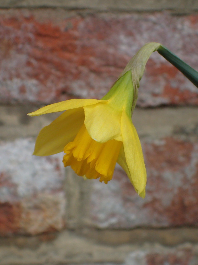 Daffodil before the snow by mattjcuk