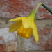 Daffodil before the snow by mattjcuk
