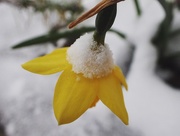 18th Mar 2018 - Daffodil after the snow