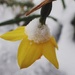 Daffodil after the snow by mattjcuk