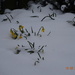 daffodils in the snow by arthurclark