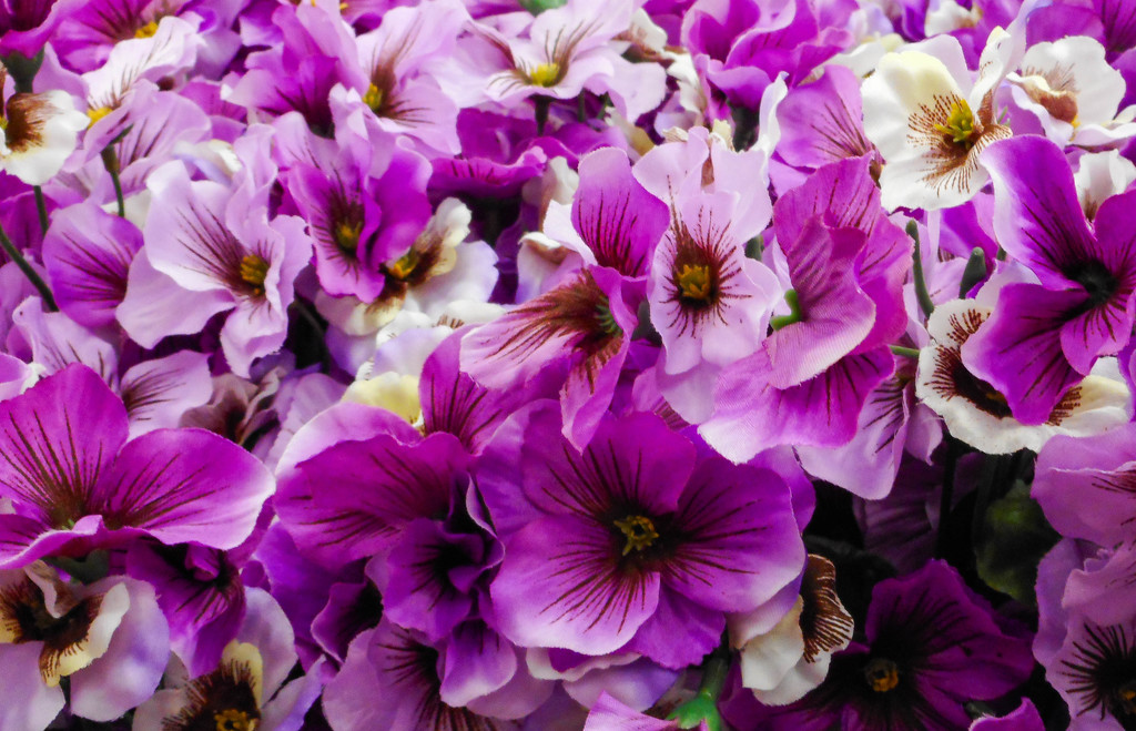 Purple flowers by mittens