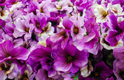 18th Mar 2018 - Purple flowers