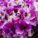 Purple flowers by mittens