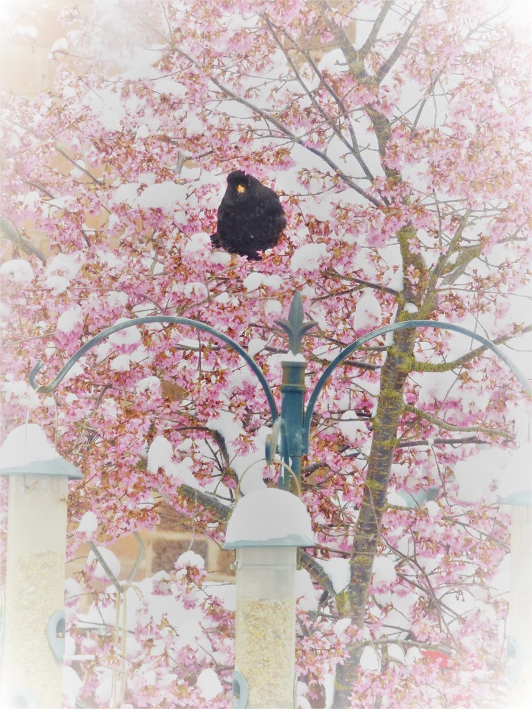 Blackbird and the pink blossom !  by beryl