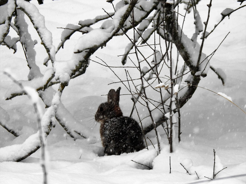  Bunny in the Snow  by susiemc