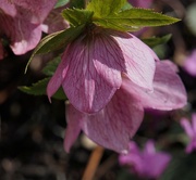 18th Mar 2018 - hellebore in the pink