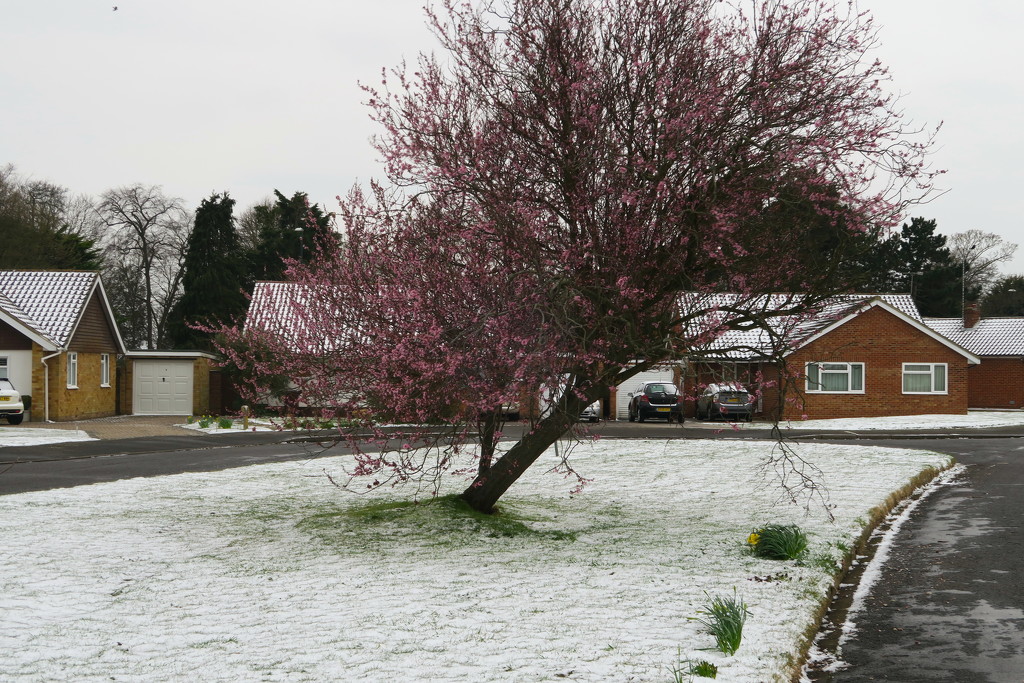 Blossom And Snow by davemockford