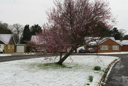 18th Mar 2018 - Blossom And Snow