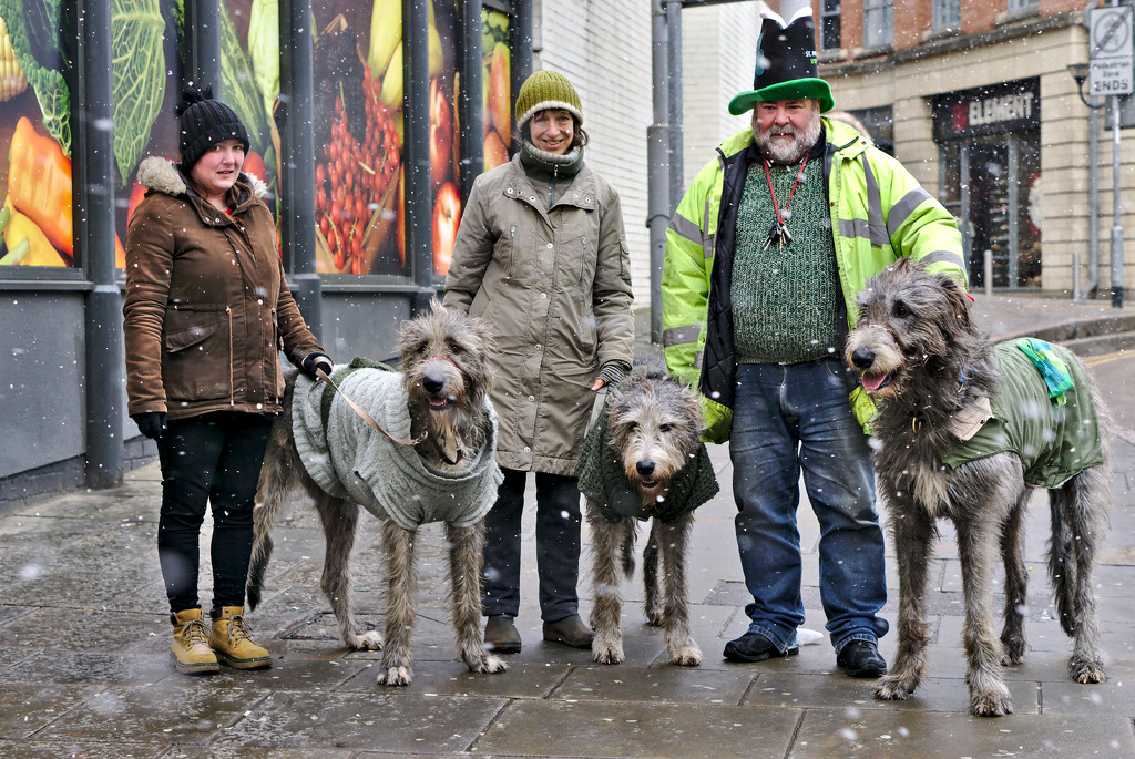 Irish Wolfhound's in The Snow by phil_howcroft