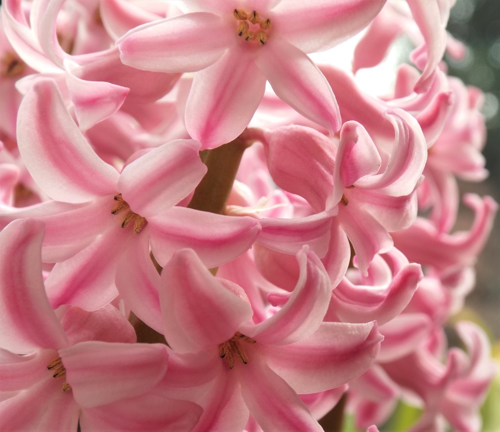 Pink Hyacinth by suzanne234