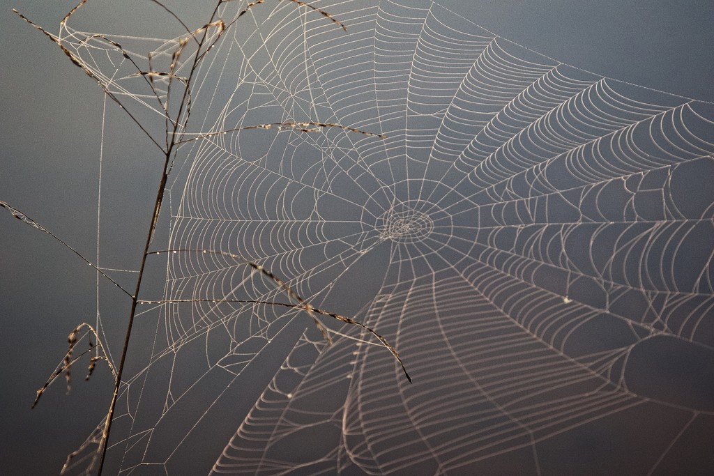 LHG_0161 Foggy Morn Spider Web by rontu