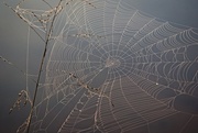 18th Mar 2018 - LHG_0161 Foggy Morn Spider Web