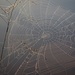 LHG_0161 Foggy Morn Spider Web by rontu