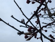 14th Mar 2018 - Cherry Tree Blossom Buds